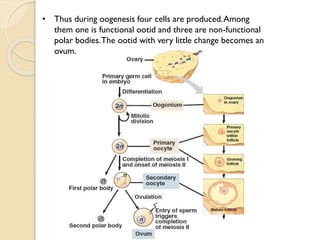 • Thus during oogenesis four cells are produced.Among
them one is functional ootid and three are non-functional
polar bodies.The ootid with very little change becomes an
ovum.
 