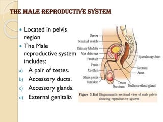 THE MALE REPRODUCTIVE SYSTEM
 Located in pelvis
region
 The Male
reproductive system
includes:
a) A pair of testes.
b) Accessory ducts.
c) Accessory glands.
d) External genitalia
 