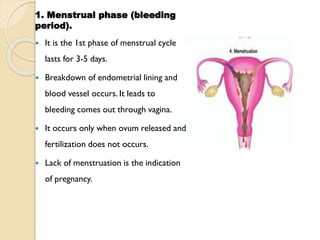 1. Menstrual phase (bleeding
period).
 It is the 1st phase of menstrual cycle
lasts for 3-5 days.
 Breakdown of endometrial lining and
blood vessel occurs. It leads to
bleeding comes out through vagina.
 It occurs only when ovum released and
fertilization does not occurs.
 Lack of menstruation is the indication
of pregnancy.
 