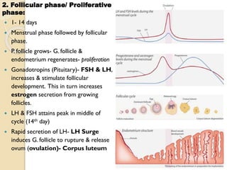 2. Follicular phase/ Proliferative
phase:
 1- 14 days
 Menstrual phase followed by follicular
phase.
 P. follicle grows- G. follicle &
endometrium regenerates- proliferation
 Gonadotropins (Pituitary)- FSH & LH,
increases & stimulate follicular
development. This in turn increases
estrogen secretion from growing
follicles.
 LH & FSH attains peak in middle of
cycle (14th day)
 Rapid secretion of LH- LH Surge
induces G. follicle to rupture & release
ovum (ovulation)- Corpus luteum
 
