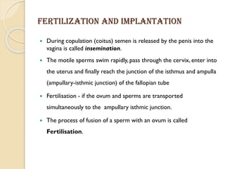 Fertilization and implantation
 During copulation (coitus) semen is released by the penis into the
vagina is called insemination.
 The motile sperms swim rapidly, pass through the cervix, enter into
the uterus and finally reach the junction of the isthmus and ampulla
(ampullary-isthmic junction) of the fallopian tube
 Fertilisation - if the ovum and sperms are transported
simultaneously to the ampullary isthmic junction.
 The process of fusion of a sperm with an ovum is called
Fertilisation.
 