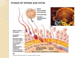 Fusion of Sperm and ovum
 