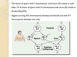  The fusion of sperm withY chromosome with ovum (X) results in male
baby- XY & fusion of sperm with X chromosome with ovum (X) results in
female baby.(XX).
 Zygote carrying XX chromosomes develop into female and with XY
chromosome develops into male.
 