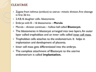Cleavage
 Zygote from isthmus (oviduct) to uterus– mitotic division, first cleavage
in first 36 hrs
 2,4,8,16 daughter cells- blastomeres
 Embryo with 8 – 16 blastomeres – Morula
 Morula – division continues – hollow ball called Blastocyst.
 The blastomeres in blastocyst arranged into two layers.An outer
layer called trophoblast and an inner cells called inner cell mass.
 Trophoblast cells attaches to the endometrium. It helps in
implantation and development of placenta.
 Inner cell mass gets differentiated into the embryo.
 The complete attachment of Blastocyst to the uterine
endometrium is called implantation.
 