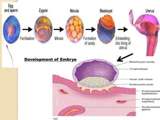 Development of Embryo
 