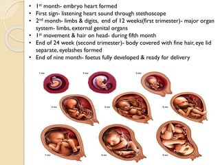 • 1st month- embryo heart formed
• First sign- listening heart sound through stethoscope
• 2nd month- limbs & digits, end of 12 weeks(first trimester)- major organ
system- limbs, external genital organs
• 1st movement & hair on head- during fifth month
• End of 24 week (second trimester)- body covered with fine hair, eye lid
separate, eyelashes formed
• End of nine month- foetus fully developed & ready for delivery
 