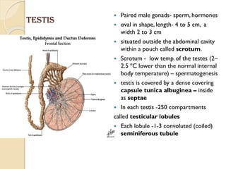 Testis
 Paired male gonads- sperm, hormones
 oval in shape, length- 4 to 5 cm, a
width 2 to 3 cm
 situated outside the abdominal cavity
within a pouch called scrotum.
 Scrotum - low temp. of the testes (2–
2.5 ºC lower than the normal internal
body temperature) – spermatogenesis
 testis is covered by a dense covering
capsule tunica albuginea – inside
as septae
 In each testis -250 compartments
called testicular lobules
 Each lobule -1-3 convoluted (coiled)
seminiferous tubule
 