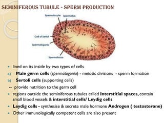 Seminiferous tubule - sperm production
 lined on its inside by two types of cells
a) Male germ cells (spermatogonia) - meiotic divisions - sperm formation
b) Sertoli cells (supporting cells)
-- provide nutrition to the germ cell
 regions outside the seminiferous tubules called Interstitial spaces, contain
small blood vessels & interstitial cells/ Leydig cells
 Leydig cells - synthesise & secrete male hormone Androgen ( testosterone)
 Other immunologically competent cells are also present
 