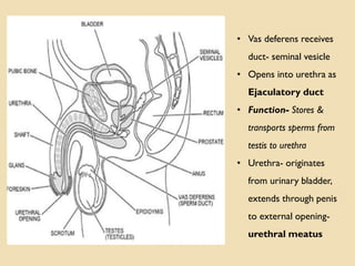 • Vas deferens receives
duct- seminal vesicle
• Opens into urethra as
Ejaculatory duct
• Function- Stores &
transports sperms from
testis to urethra
• Urethra- originates
from urinary bladder,
extends through penis
to external opening-
urethral meatus
 
