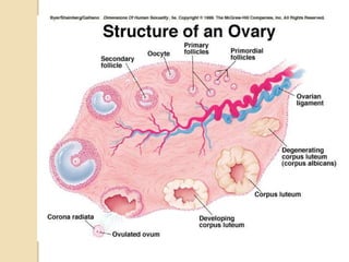T.S of Ovaries:
 Developing follicles in different Stages
 Primary follicle develops into Graafian follicle with mature ...