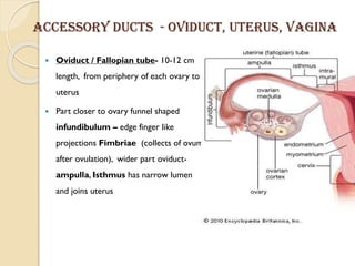 Uterus /Womb & vagina
 Single uterus -present in lower abdomen region also called womb.
 hallow inverted pear shaped, at...