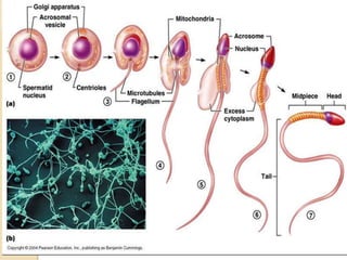 • Plasma membrane envelops entire body.
Part of
sperm
Details
Head • Elongated haploid nucleus
• Anterior cap like acrosom...