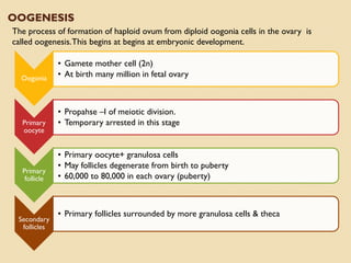 Development of Follicles
 