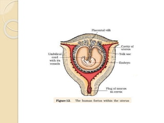 Parturition
 The period of pregnancy is called gestation period. It is 9 months in
human.
 The delivery of foetus is cal...