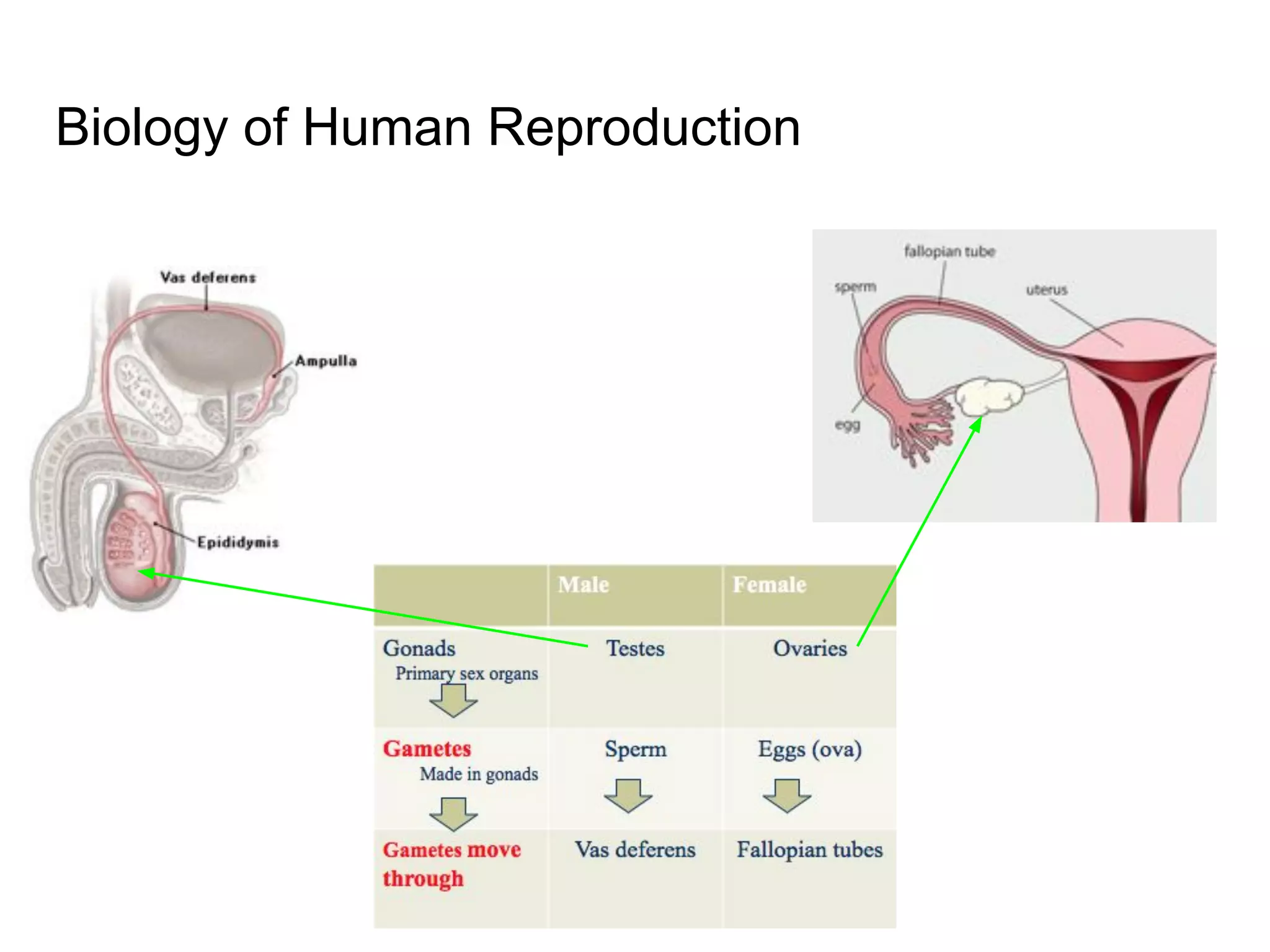 Biology of Human Reproduction
 