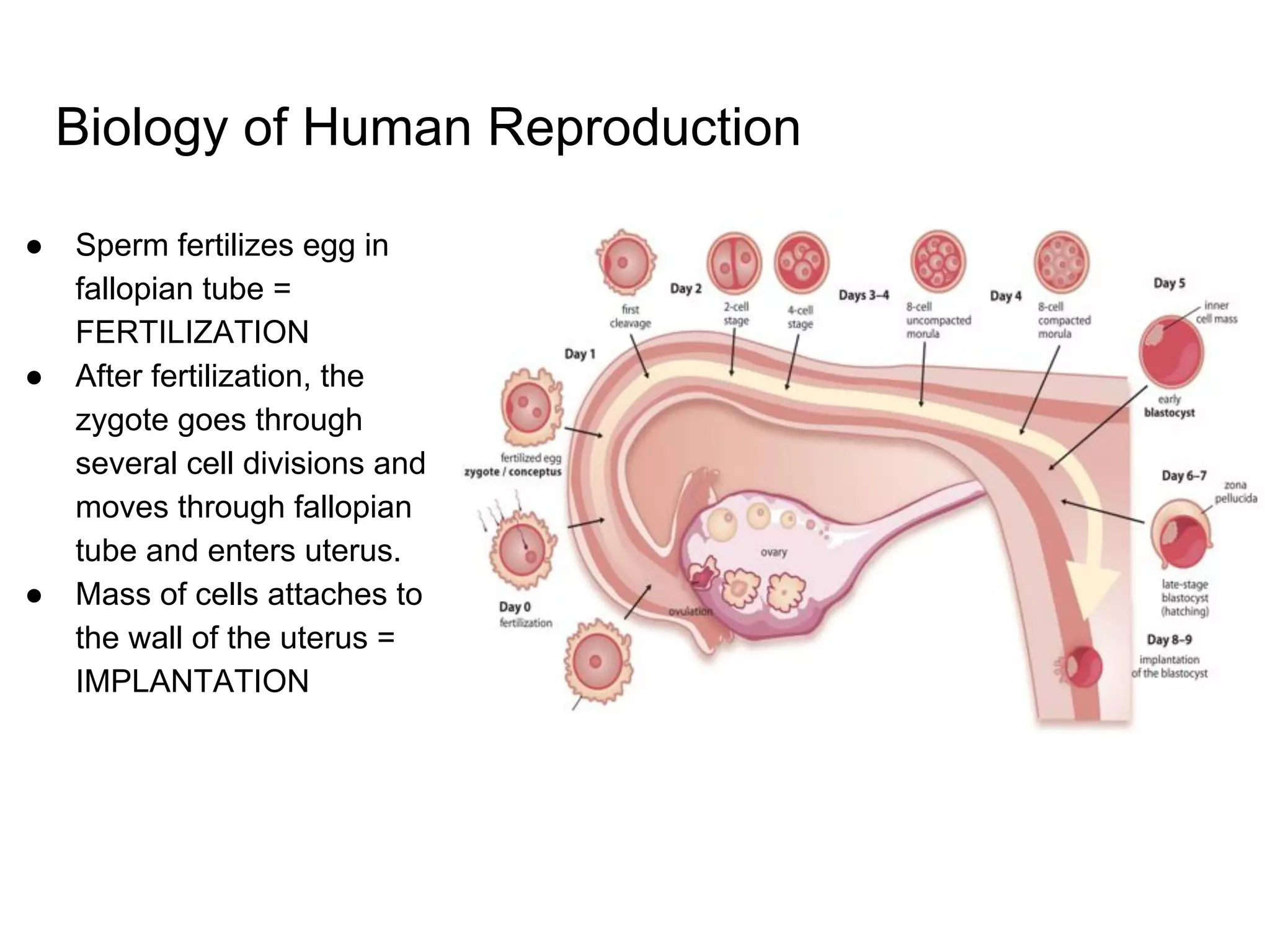 Biology of Human Reproduction
● Sperm fertilizes egg in
fallopian tube =
FERTILIZATION
● After fertilization, the
zygote goes through
several cell divisions and
moves through fallopian
tube and enters uterus.
● Mass of cells attaches to
the wall of the uterus =
IMPLANTATION
 