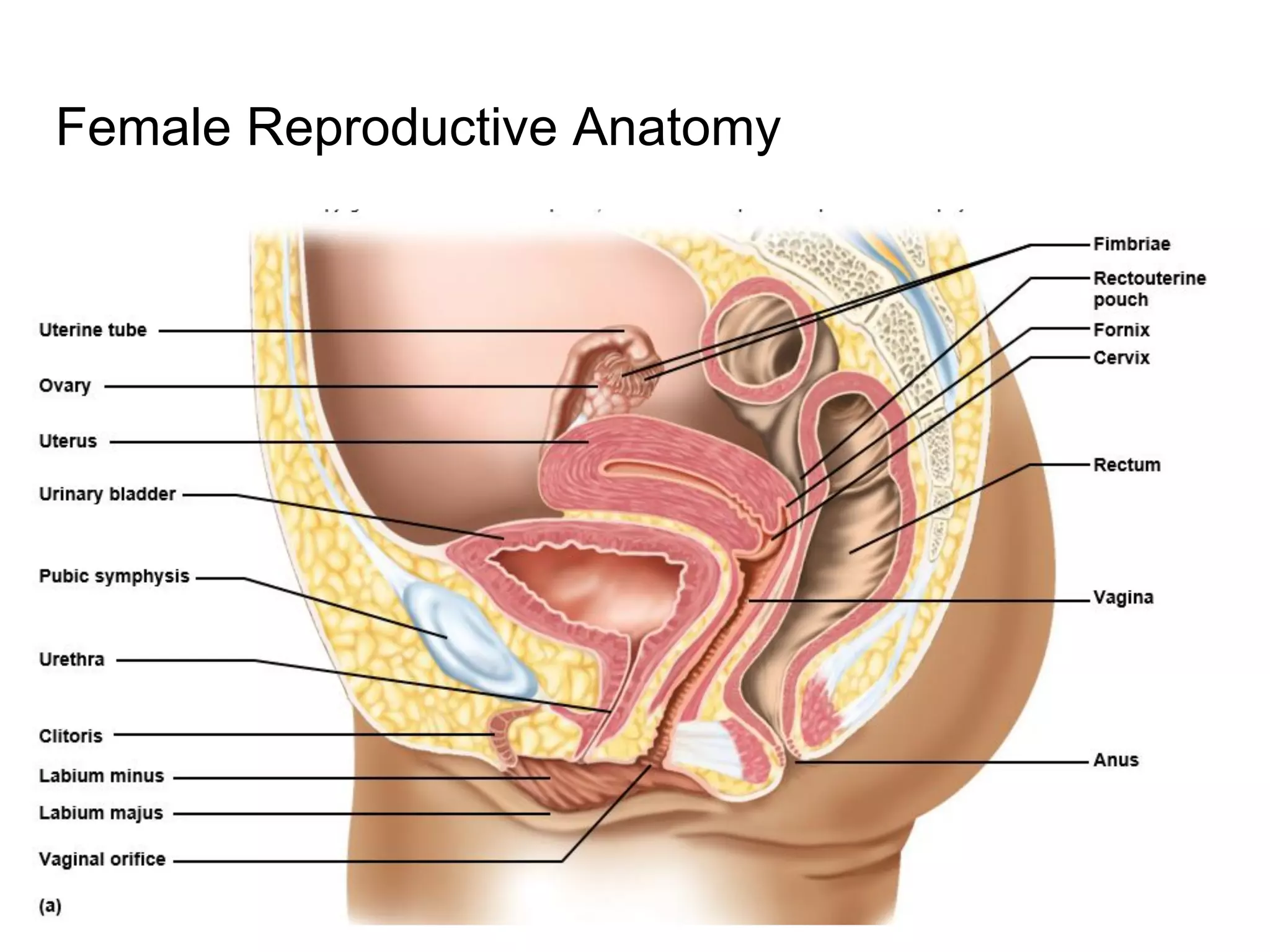 Female Reproductive Anatomy
 