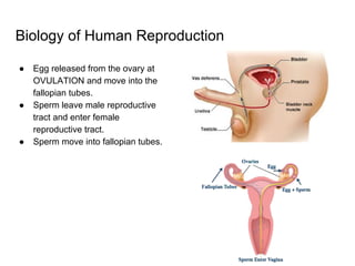 Biology of Human Reproduction
● Egg released from the ovary at
OVULATION and move into the
fallopian tubes.
● Sperm leave male reproductive
tract and enter female
reproductive tract.
● Sperm move into fallopian tubes.
 
