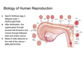 Biology of Human Reproduction
● Sperm fertilizes egg in
fallopian tube =
FERTILIZATION
● After fertilization, the
zygote goes through
several cell divisions and
moves through fallopian
tube and enters uterus.
● Mass of cells attaches to
the wall of the uterus =
IMPLANTATION
 