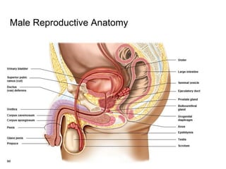 Male Reproductive Anatomy
 