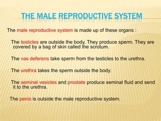 THE MALE REPRODUCTIVE SYSTEM
The male reproductive system is made up of these organs :
The testicles are outside the body. They produce sperm. They are
covered by a bag of skin called the scrotum.
The vas deferens take sperm from the testicles to the urethra.
The urethra takes the sperm outside the body.
The seminal vesicles and prostate produce seminal fluid and send
it to the urethra.
The penis is outside the male reproductive system.
 