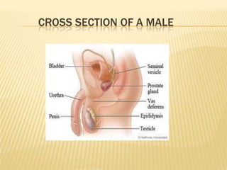 CROSS SECTION OF A MALE
 