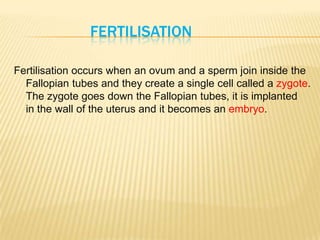 FERTILISATION
Fertilisation occurs when an ovum and a sperm join inside the
Fallopian tubes and they create a single cell called a zygote.
The zygote goes down the Fallopian tubes, it is implanted
in the wall of the uterus and it becomes an embryo.
 