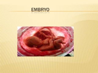 EMBRYO
 