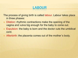 LABOUR
The process of giving birth is called labour. Labour takes place
in three phases:
 Dilation: rhythmic contractions make the opening of the
vagina and vulva big enough for the baby to come out.
 Expulsion: the baby is born and the doctor cuts the umbilical
cord.
 Afterbirth: the placenta comes out of the mother`s body.
 
