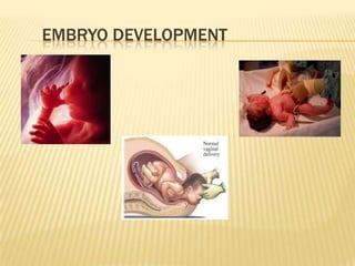 EMBRYO DEVELOPMENT
 