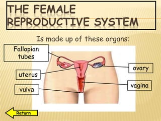 THE FEMALE
REPRODUCTIVE SYSTEM
Is made up of these organs:
Fallopian
tubes
uterus
ovary
vagina
vulva
Return
 