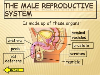 THE MALE REPRODUCTIVE
SYSTEM
Is made up of these organs:
seminal
vesicles
prostate
scrotum
testicle
urethra
penis
vas
deferens
Return
 