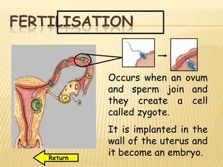 FERTILISATION
Occurs when an ovum
and sperm join and
they create a cell
called zygote.
It is implanted in the
wall of the uterus and
it become an embryo.Return
 
