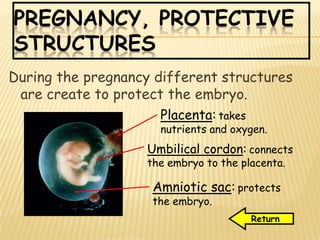 PREGNANCY, PROTECTIVE
STRUCTURES
During the pregnancy different structures
are create to protect the embryo.
Umbilical cordon: connects
the embryo to the placenta.
Placenta: takes
nutrients and oxygen.
Amniotic sac: protects
the embryo.
Return
 