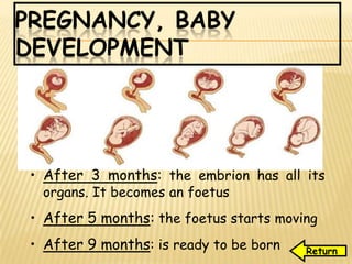 PREGNANCY, BABY
DEVELOPMENT
• After 3 months: the embrion has all its
organs. It becomes an foetus
• After 5 months: the foetus starts moving
• After 9 months: is ready to be born Return
 