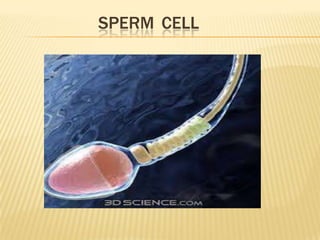 SPERM CELL
 