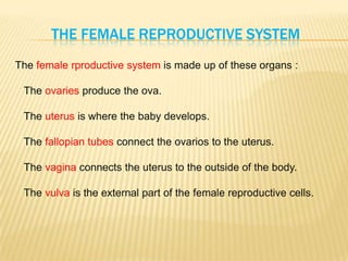 THE FEMALE REPRODUCTIVE SYSTEM
The female rproductive system is made up of these organs :
The ovaries produce the ova.
The uterus is where the baby develops.
The fallopian tubes connect the ovarios to the uterus.
The vagina connects the uterus to the outside of the body.
The vulva is the external part of the female reproductive cells.
 