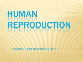 HUMAN
REPRODUCTION
SACHA HERRERO GIRALDO 6·A
 