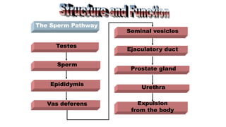 The Sperm Pathway
Vas deferens Expulsion
from the body
Testes
Sperm
Epididymis
Seminal vesicles
Ejaculatory duct
Prostate gland
Urethra
 
