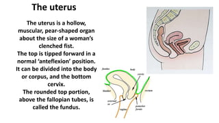 The uterus
The uterus is a hollow,
muscular, pear-shaped organ
about the size of a woman’s
clenched fist.
The top is tipped forward in a
normal ‘anteflexion’ position.
It can be divided into the body
or corpus, and the bottom
cervix.
The rounded top portion,
above the fallopian tubes, is
called the fundus.
 