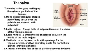 The vulva is 5 organs making up
the external genitalia of the
female:
1. Mons pubis: triangular-shaped
pad of fatty tissue over the
pubis bone, covered with
pubic hair
The vulva
2. Labia majora: 2 large folds of adipose tissue on the sides
of the vaginal opening
3. Labia minora: 2 smaller folds of adipose tissue on the
inside of the labia majora
4. Vestibule: area between labia with openings for the
vagina, urethra, and two excretory ducts for Bartholin’s
glands (provide lubricant)
5. Clitoris: sensitive fold of tissue partially covered by hood
 