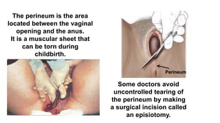 The perineum is the area
located between the vaginal
opening and the anus.
It is a muscular sheet that
can be torn during
childbirth.
Some doctors avoid
uncontrolled tearing of
the perineum by making
a surgical incision called
an episiotomy.
Perineum
 