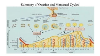 Summary of Ovarian and Menstrual Cycles
 