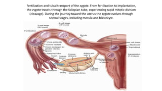 Fertilization and tubal transport of the zygote. From fertilization to implantation,
the zygote travels through the fallopian tube, experiencing rapid mitotic division
(cleavage). During the journey toward the uterus the zygote evolves through
several stages, including morula and blastocyst.
 