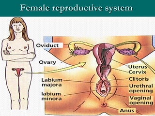 Female reproductive system  