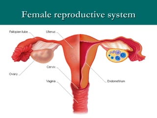 Female reproductive system 