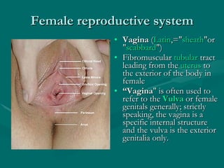 Female reproductive system Vagina  ( Latin ,=" sheath "or " scabbard ")  Fibromuscular  tubular  tract leading from the  uterus  to the exterior of the body in female  “ Vagina " is often used to refer to the  Vulva  or female genitals generally; strictly speaking, the vagina is a specific internal structure and the vulva is the exterior genitalia only. 