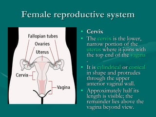 Female reproductive system Cervix The  cervix  is the lower, narrow portion of the  uterus  where it joins with the top end of the  vagina .  It is  cylindrical  or  conical  in shape and protrudes through the upper anterior vaginal wall.  Approximately half its length is visible; the remainder lies above the vagina beyond view. 