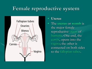 Female reproductive system Uterus The  uterus  or  womb  is the major female reproductive  organ  of  humans . One end, the  cervix , opens into the  vagina ; the other is connected on both sides to the  fallopian tubes . 
