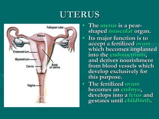 UTERUS The  uterus  is a pear-shaped  muscular  organ.  Its major function is to accept a fertilized  ovum  which becomes implanted into the  endometrium , and derives nourishment from blood vessels which develop exclusively for this purpose.  The fertilized  ovum  becomes an  embryo , develops into a  fetus  and gestates until  childbirth .  